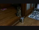 猫とドライアイス