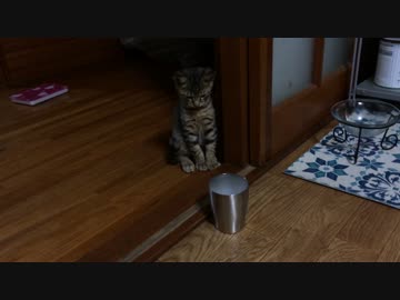 猫とドライアイス