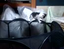 【保護猫】猫の練習【五粒＋一粒】