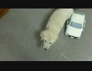 #10 ゴールデンレトリバー子犬のクール　お手！ガブ！