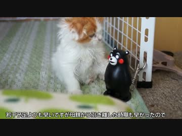 【#236】 レオン・ココア・ぽて茶　【猫万歳】