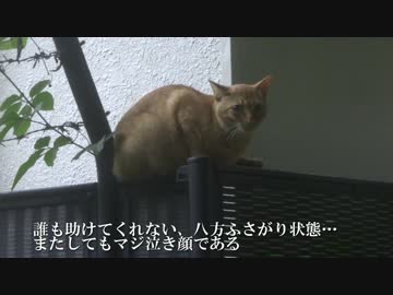 【公園猫戦争】公園随一のヘタレ猫のチキンっぷりがコントの領域に突入