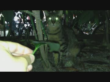 猫を殴って虐待しようとして、返り討ちにあう...ｗｗｗｗｗ