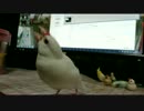 (*ﾟ∋ﾟ)必殺！文鳥拳！！！(ﾟ∈ﾟ*)