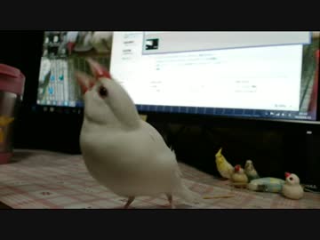 (*ﾟ∋ﾟ)必殺！文鳥拳！！！(ﾟ∈ﾟ*)