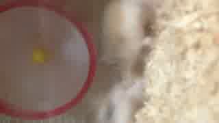 カメラ目線のハムカップルが追突事故する