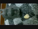 うさぎに高いバナナを与えてみた