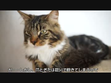 【#237】 猫のトイレ　【猫万歳】