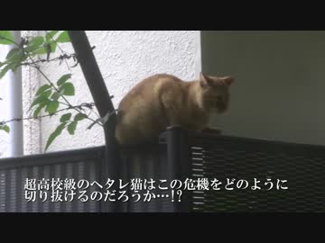 【公園猫戦争】公園随一のヘタレ猫、最強の秘奥義でピンチを脱出する