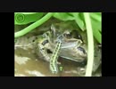 挑発する毛虫に完全勝利したカエルＵＣ