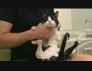 猫かぶってみた♪