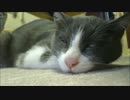 うちの猫の寝顔・・・。