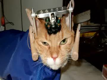 サイボーグ猫ちゃん