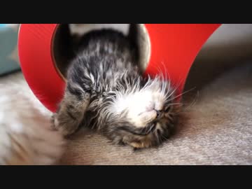 【#238】 子猫が眠るまで　【猫万歳】
