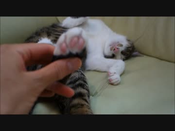 なでられながら眠る猫ミルキー