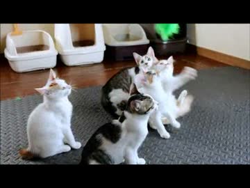 ちゃとらとはちわれ　2014猫じゃらし