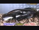 虫皇帝　カブトクワガタの戦い　その１