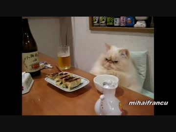妙に人間くさい仕草のお猫様.mp4