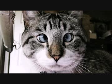 愉快なお猫様コンピレーション2014.mp4
