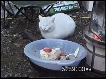謎のアホシロ猫シロちゃん？