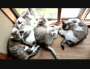 私がカリカリのために焦っているだと！？