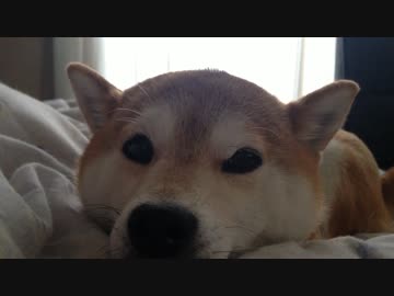 シバイヌ寝起き