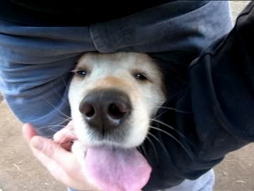 股の下に入ってくる犬