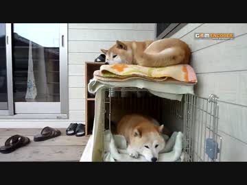 ケージで休んでいる柴犬　ごんべぇと小夏(柴重)