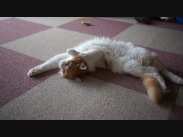 【#239】 猫時々ねじれ　【猫万歳】