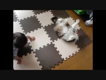 かわいいネコ、おもち　「赤ちゃんと一緒」