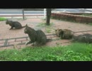 【キジトラ地獄】キジトラ公園でキジトラ猫一家に包囲されてしまった