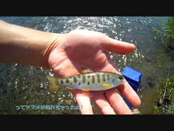 ゆっくり魚釣り研究記録 ファイル１