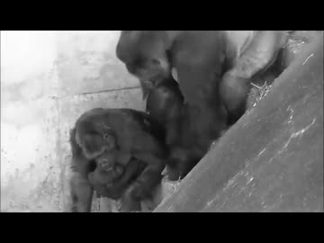 【ニコラップ】尊徳リラックス【J.B.B&amp;歪瞳】