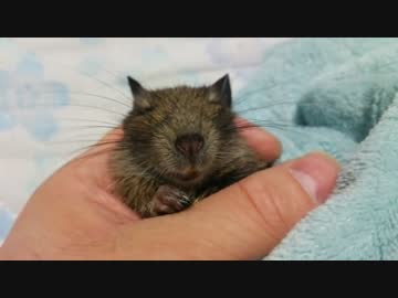 【デグー】こむぎ君と暮らそう　８