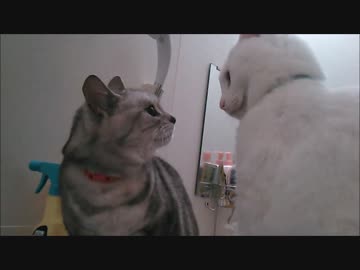 水譲ってくれない猫(´・ω・`)2倍速