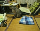 パパの脱ぎ捨てた短パンが好きなジャンくん