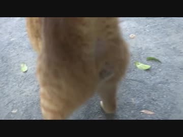 【猫の去勢後検証】去勢した後の茶トラ猫兄弟の行動を見守ってみた