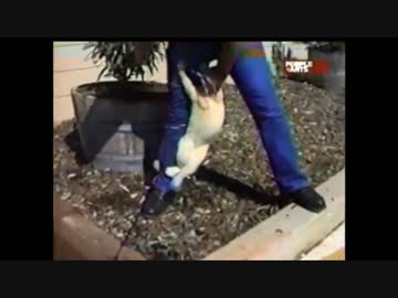 【害獣】金玉に噛み付く猫