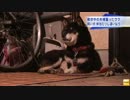 熊に襲われた男性を飼い犬が救う 金沢