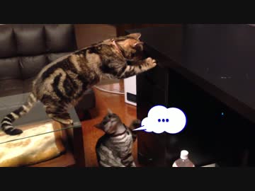 おやつの入った引出しを開けようと奮闘する猫。意外な結末が・・