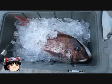 海上決戦☆釣り上げろ、赤き宝石 真鯛　後編