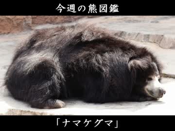 クマ、飼ってみたら可愛すぎたので実況 part5