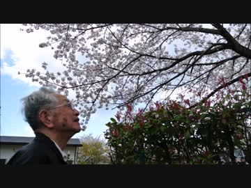 おじいちゃんの日常③【公園で花見をしよう】