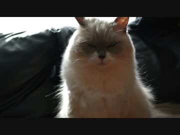 ねことゴムひも