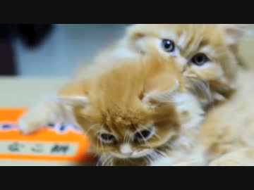 【マンチカンズ】短足子猫の大相撲【回想】