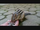 手に乗せた餌を食べるリス