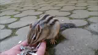 手に乗せた餌を食べるリス