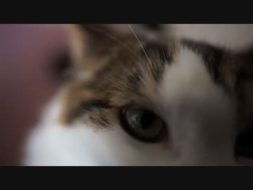 【#241】 猫部屋にエアコン　【猫万歳】