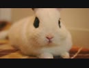 うさぎが鼻をヒクヒクさせるだけ