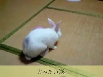 うさぎいぬ？